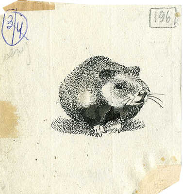 Курдов Валентин Иванович. Лот из пяти иллюстраций к книге В. Бианки «Лесная газета»